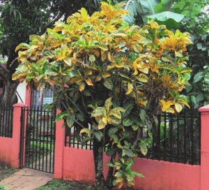 42 GENERAL PAGET- BETWEEN LA GARITA & TURRIALBA.jpg