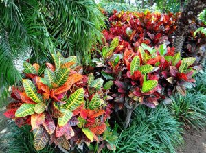 44 PETRA INVASION - BY FAR, THE CROTON VARIETY I RUN ACROSS MOST OFTEN.jpg