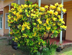 45 OVALIFOLIUM - FRONT PORCH IN OROTINA, PHOTO REVISITED.JPG