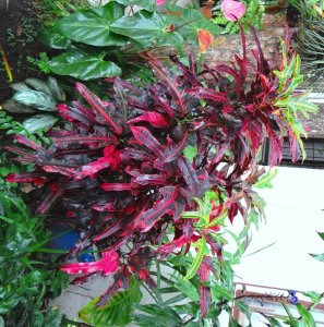 48 BOTH AFORESAID LEAVES ON SAME PLANT-SATAN TOP HALF & I. KINGSLEY BELOW.jpg