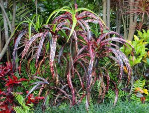 04 MY CULTIVAR THIS YEAR.JPG