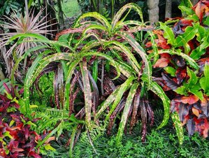 05 NEW GROWTH MORPHING ITS COLORS.JPG