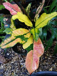 20180213_162911_Burst01.jpg