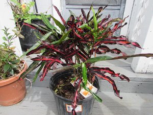 IMG_8764.JPG