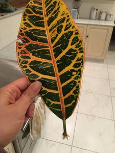 IMG_3156.JPG