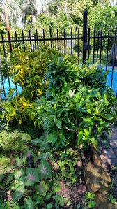 Croton 7 April.jpg