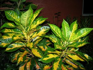 DSCN4172.jpg