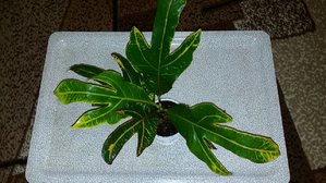 20180917_213438.jpg