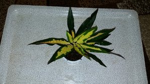 20180917_213608.jpg