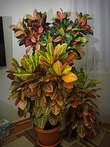DIM_2370.jpg