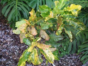 Crotons 09.07.10 (2).jpg