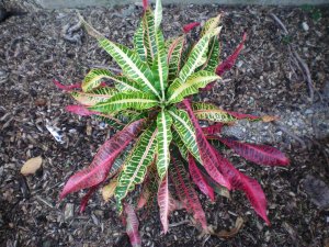 Crotons 09.07.10 (27).jpg