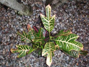 Crotons 09.07.10 (4).jpg