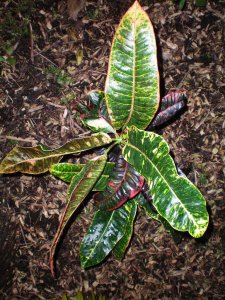 Crotons 09.07.10 (6).jpg