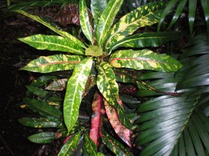 Crotons 09.07.10 (8).jpg