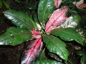 Crotons 09.07.10 (9).jpg