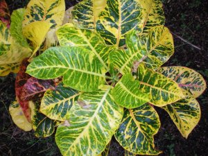 Crotons 09.07.10 (10).jpg