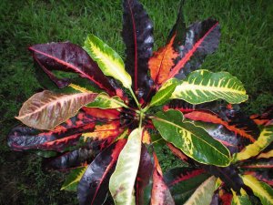 Crotons 09.07.10 (11).jpg