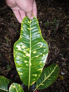 Crotons 09.07.10 (12).jpg