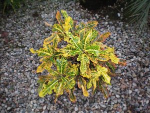 Crotons 09.07.10 (15).jpg