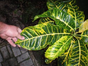 Crotons 09.07.10 (19).jpg