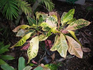 Crotons 09.07.10 (24).jpg