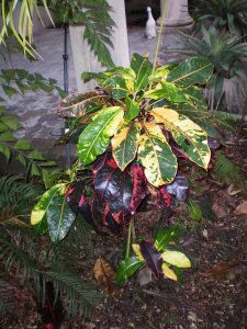 Crotons 09.07.10 (26).jpg