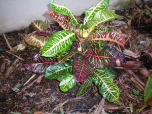 Crotons 09.07.10 (31).jpg