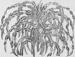 Caudatus-tortilis 1884.jpg