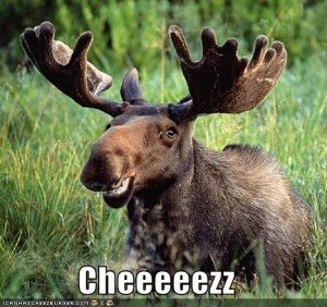 moose 1.jpg