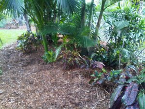 IMG00202-20101127-1359.jpg