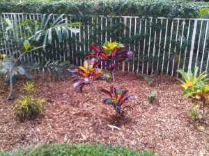 IMG00203-20101127-1359.jpg