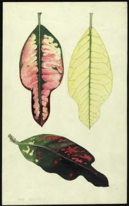 Colonel Bob Bullock by Gordon Gee.jpg