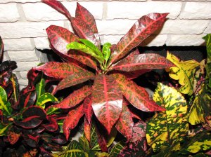 Pinocchio 2010-11-29.jpg