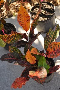 DSC_0011.jpg