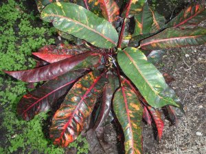 croton soc.@Glocks 12.10 030.jpg