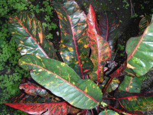 croton soc.@Glocks 12.10 031.jpg