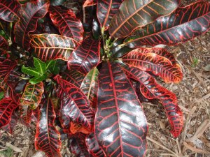 croton soc.@Glocks 12.10 009.jpg