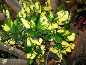 christmas_h (11).JPG