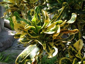 christmas_h (13).JPG