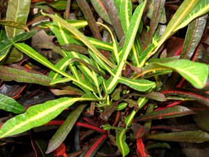 christmas_h (16).JPG