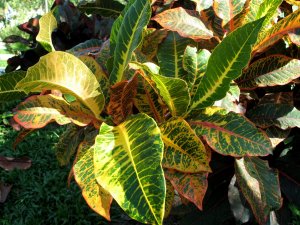 christmas_h (24).jpg