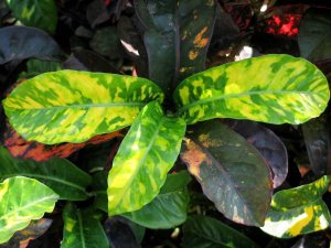 christmas_h (25).jpg