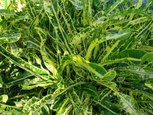 christmas_h (30).jpg