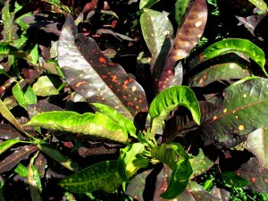 christmas_h (33).jpg