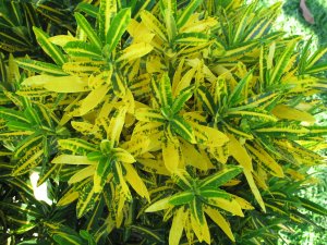 christmas_h (36).jpg