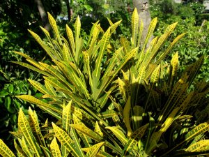 christmas_h (38).jpg