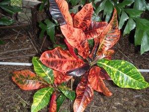 croton soc.@Glocks 12.10 019.jpg