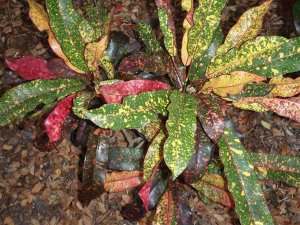 croton soc.@Glocks 12.10 025.jpg