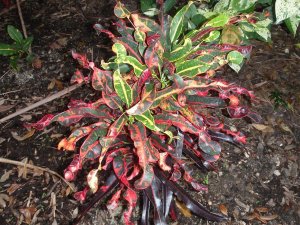 croton soc.@Glocks 12.10 024.jpg